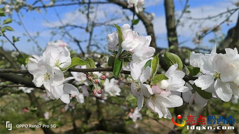 兴义市白碗窑镇云亮种植园苹果花开 香飘满园(图1)