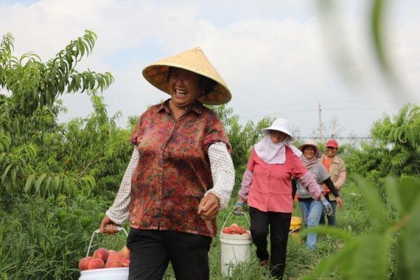 宿迁泗阳：橙黄橘绿 果香氤氲说丰年(图1)