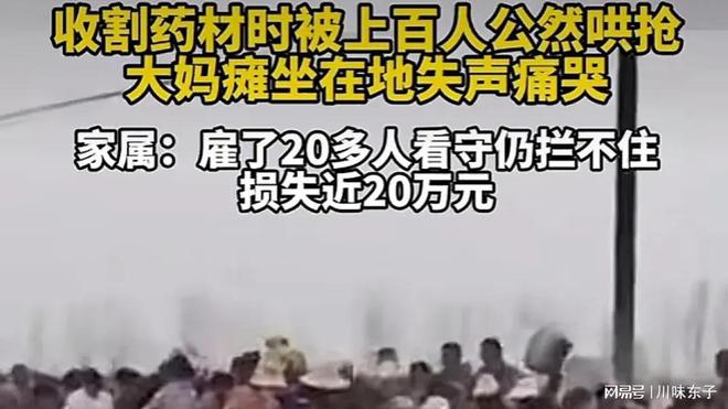 河南周口药材种植户遭上百村民哄抢 官方回应 并非哄抢(图3)