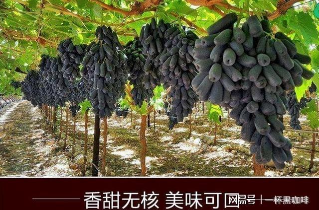 受果农欢迎的果树易管理果子皮薄肉嫩酸甜爽口市场价格高(图3)