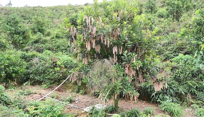 肇庆种出澳洲坚果！遍山的坚果树花开形如雪花(图1)