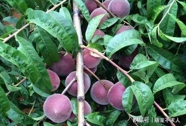 PG娱乐电子适合“懒人”种的果树种植简单果实甜蜜多汁营养价值高(图4)