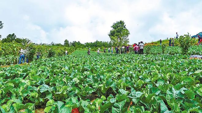 2020年种植什么能赚钱？这4个前景好、风险低的小资项目可作参考(图1)