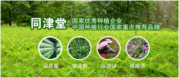 现在农村种植什么好？同津堂中草药材种植投资带来财富盛宴(图2)