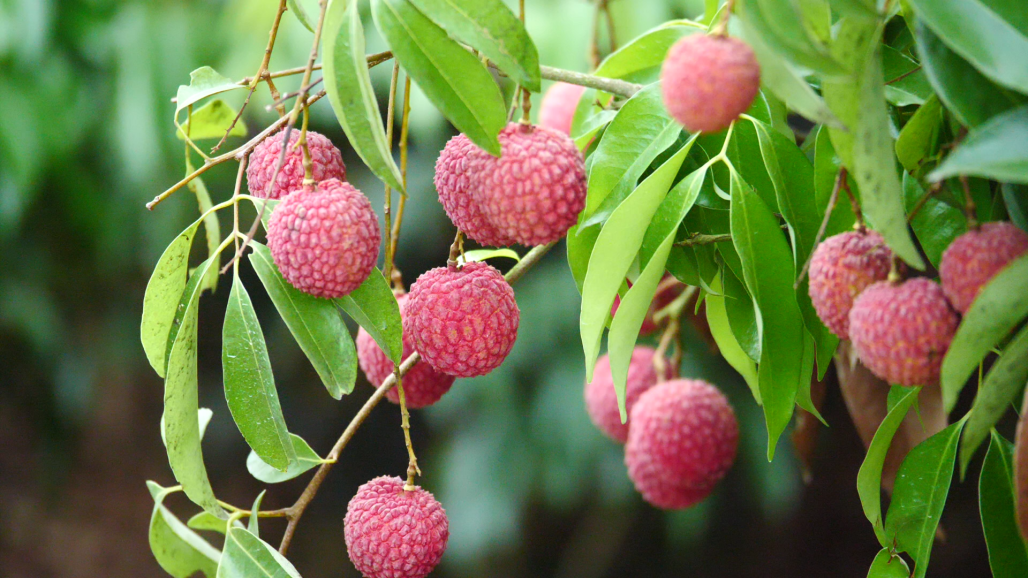 新鲜直达！一键解锁广西人的夏日宠儿——灵山荔枝(图8)