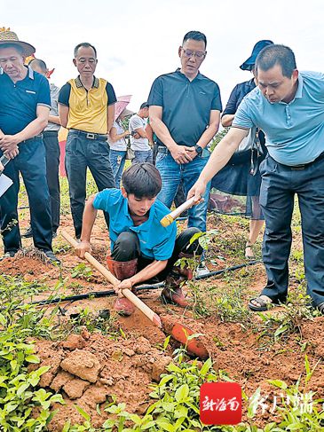 儋州大成镇组织农户学习黄皮种植技术 打造黄皮美食和旅游文化名片(图1)