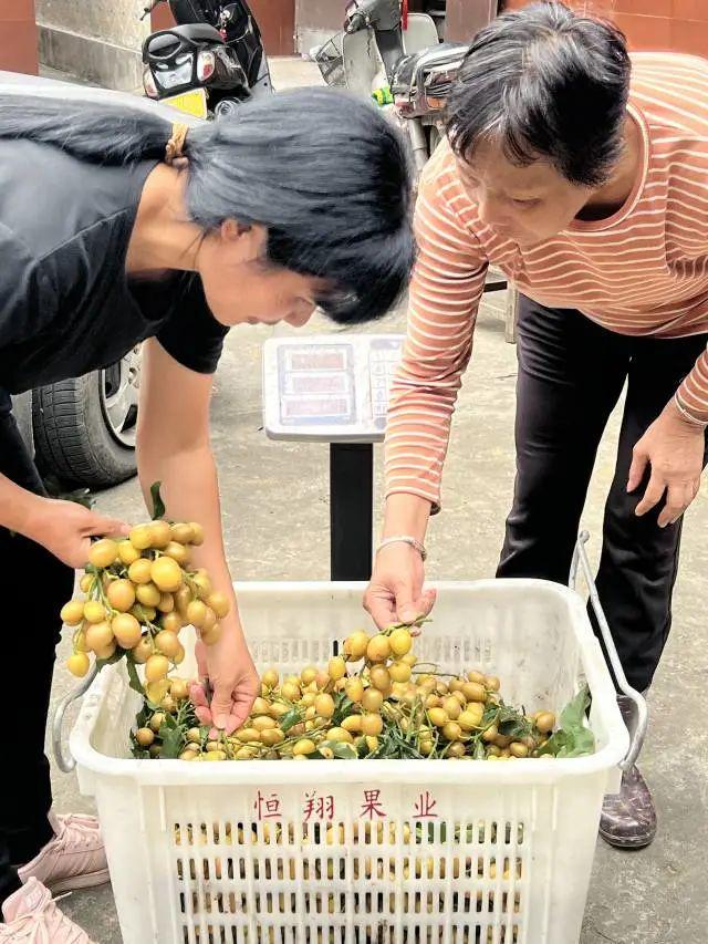 “今年没有一粒黄皮会浪费！”(图4)