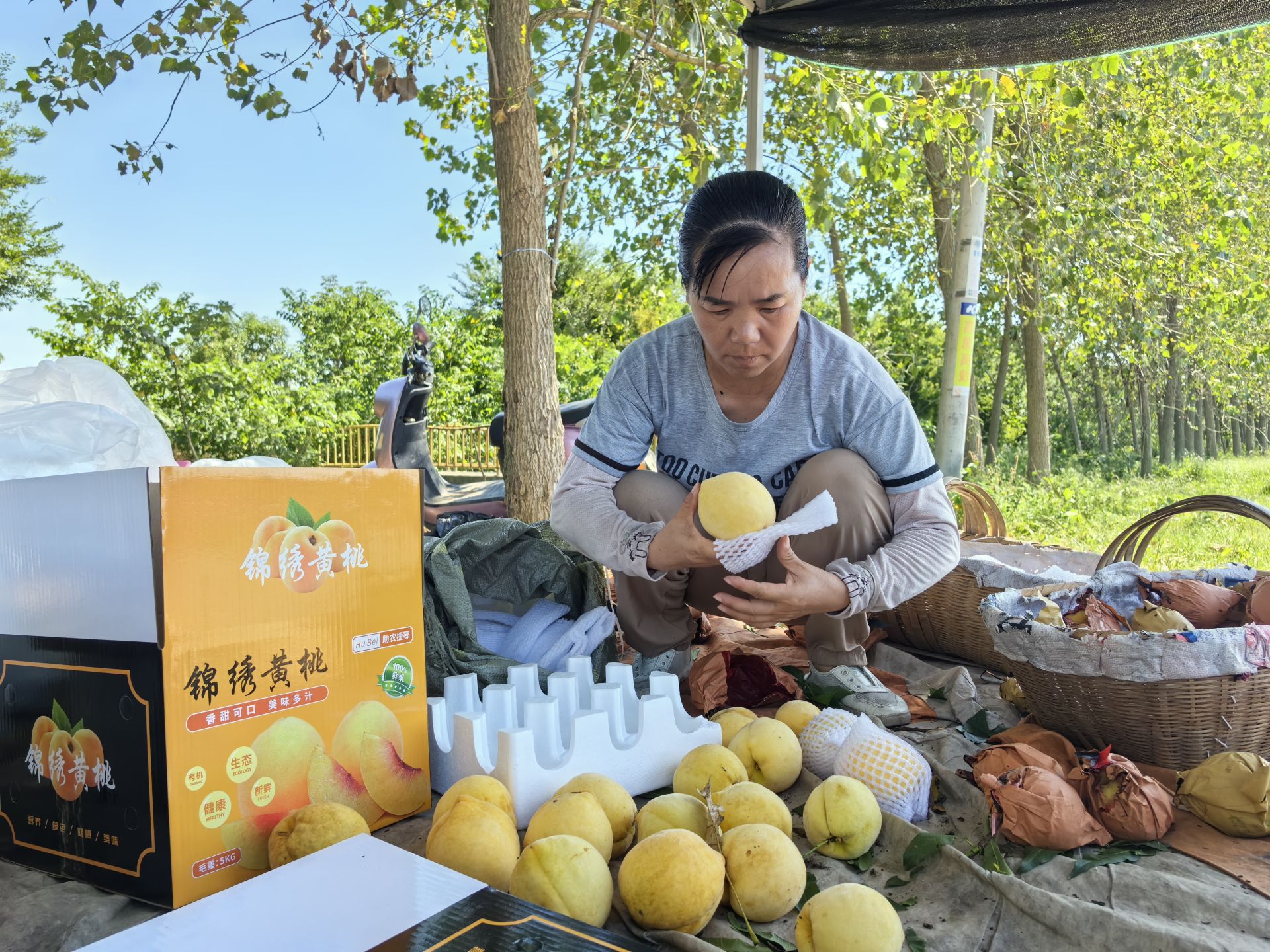 多彩夏日 瓜果飘香(图4)