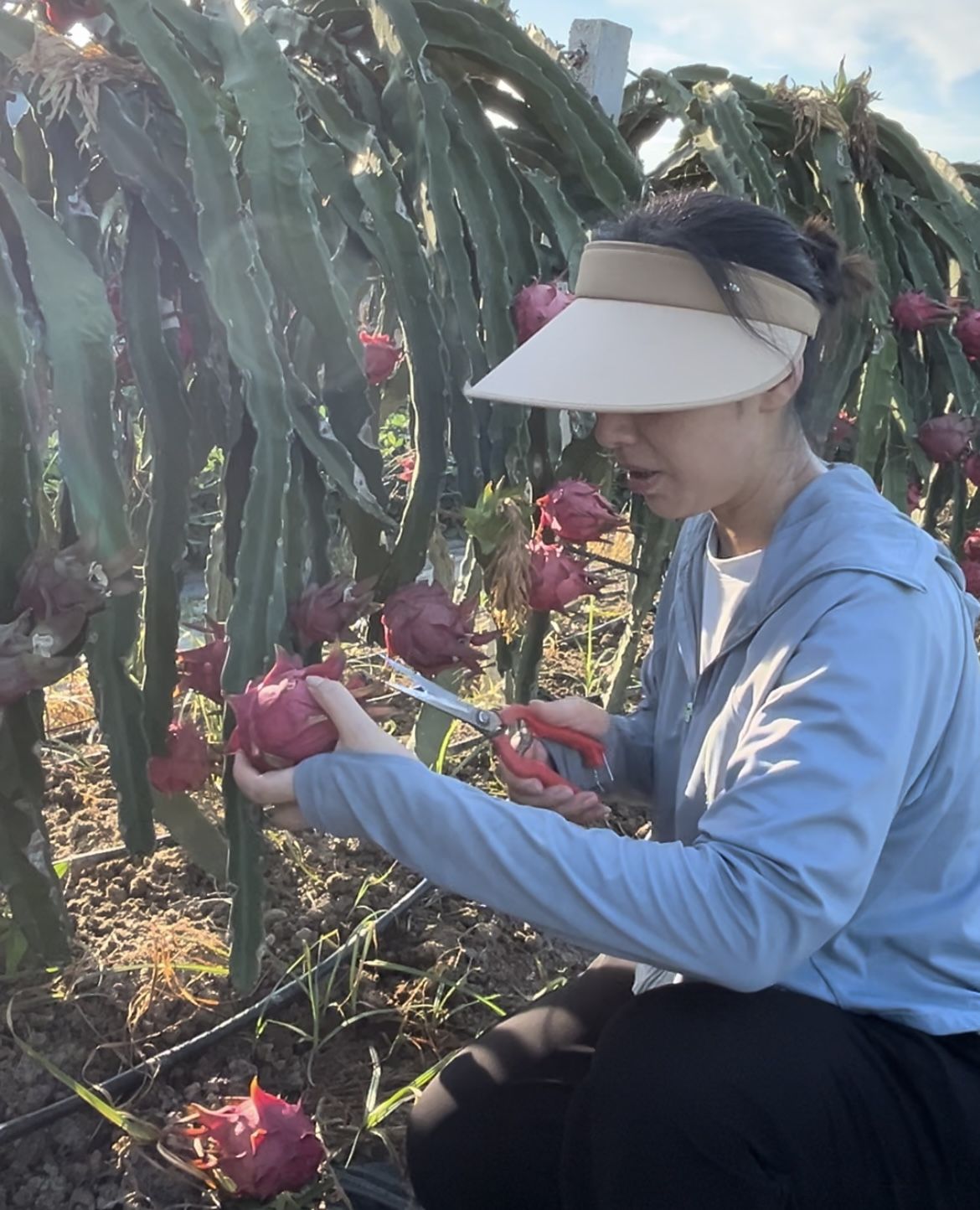 多彩夏日 瓜果飘香(图1)