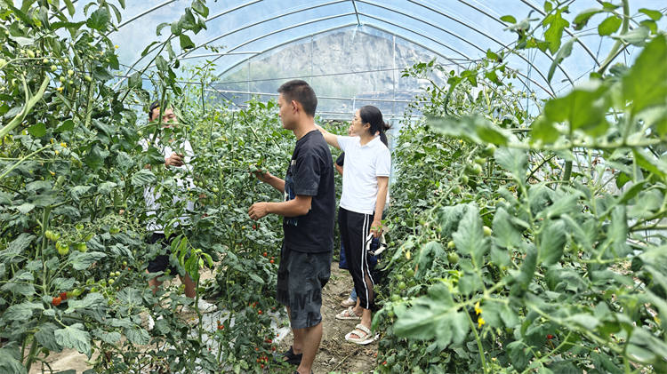 阿坝茂县：引进致富果 育出好产业(图4)