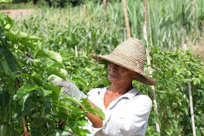 云南景东：种植百香果 拓宽致富路(图3)