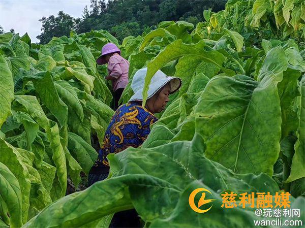 PG娱乐电子游戏官网慈利县赵家岗乡新峪村：烤烟种植项目收入预计突破50万元(图1)