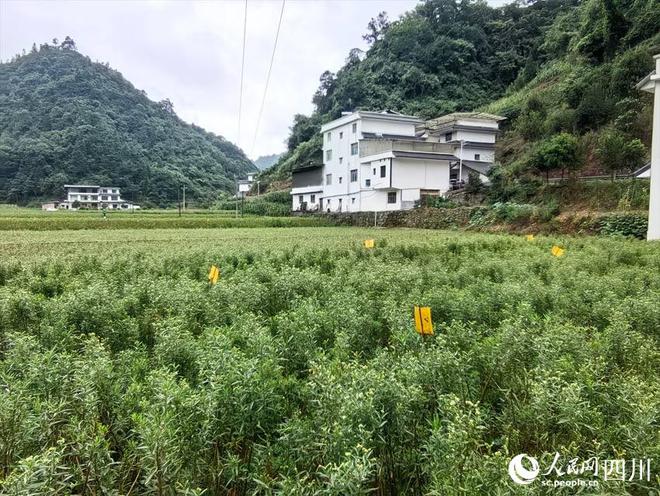 PG娱乐电子高山上的“神仙草”乡村里的“致富宝”(图2)