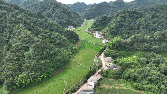 PG娱乐电子高山上的“神仙草”乡村里的“致富宝”(图4)