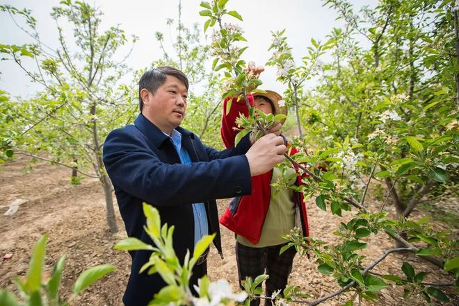 PG娱乐电子游戏官网云耕周记①：一棵苹果树的期待(图5)