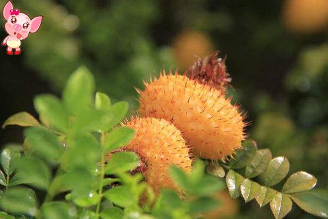 农村山上这三种植物最值钱现在有人专门种植(图3)