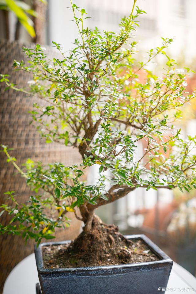 观赏盆景推荐：揭开这20种盆景植物的神秘面纱是否有你心中绿意(图6)