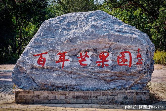 PG娱乐电子昌江｜“百岁”芒果树成风景 引游客探访(图3)