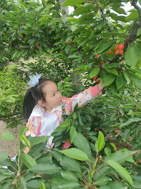 PG娱乐电子游戏官网房山区长阳农场“暖心”樱桃采摘开夜场 扩容果树下“朋友圈”(图1)