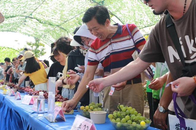 PG娱乐电子加快推进本土葡萄产业高质量发展 罗店镇举办第二届葡萄采摘节(图2)