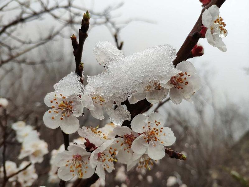 雨雪惊春 打扰部分果树开花坐果(图1)