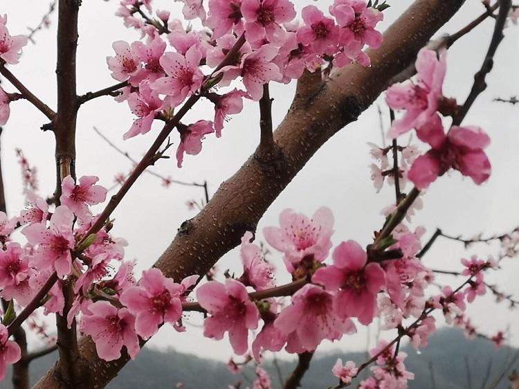 雨雪惊春 打扰部分果树开花坐果(图2)