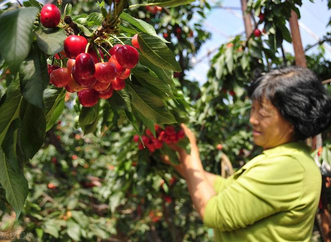 PG娱乐电子美早大樱桃品种优缺点介绍(图2)