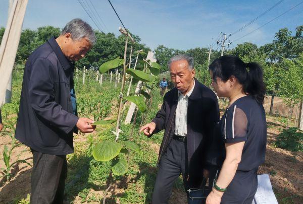 PG娱乐电子果农朋友有福了！杨凌果农探索出猕猴桃冬季露地嫁接技术(图2)