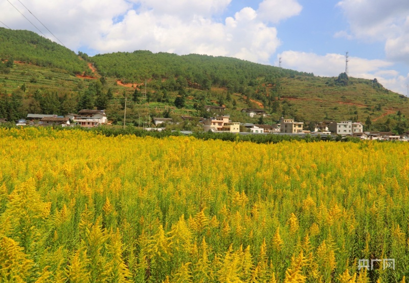 探访“第一车间”！百余名基层医生参观会东中药材种植示范基地(图1)